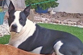 Adopt a friend: Loco